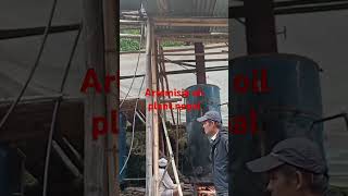 Artemisia oil plant तीतेपाती  titepati ko tel [upl. by Slotnick]