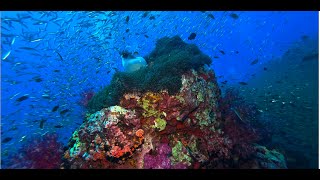 4K 🇹🇭 Thailand  Richelieu Rock  Liveaboard Scuba Diving 2022 Nov [upl. by Eyllib]