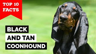 Black And Tan Coonhound  Top 10 Facts [upl. by Kerns125]