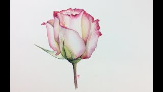 Realistic Rose in Watercolor Painting Tutorial [upl. by Gulgee]