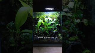 Sealing this terrarium shut forever ecoden terrarium subscribe [upl. by Rexferd]