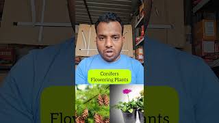 Classification Of Plants  Conifers And Flowering Plants  NEET science biology education [upl. by Iniffit66]