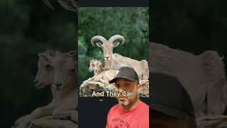 All About Aoudad in the United States [upl. by Edalb257]