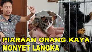 MONYET LANGKA PIARAAN ORANG KAYA  RED HANDED TAMARIN amp BUSH BABY  FT VibiadhiSwastiPradana [upl. by Graaf]