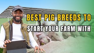 THE BASICS OF STARTING A PIG FARM IN AFRICA AS A BEGINNER [upl. by Taran18]