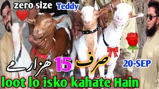 khadim goat farm visit gulabi kamori teddy pateri makka chini latest update 20Sep2024 lalukhet [upl. by Ogram90]