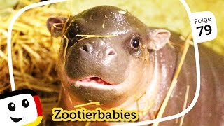 Sandmännchen Zootierbabys quotPaul das Zwergflusspferdbabyquot  2 weitere Folgen  Sandmann rbb media [upl. by Hime]