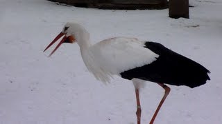 Les cigognes claquent du bec dans la neige  Storks are cold  Alsace Hiver 2013 [upl. by Mail]