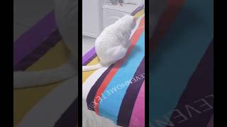 The money saving cat 多麼持家有道的貓！！！ funny comedyvideos 貓 cat pets 搞笑 [upl. by Olnay393]