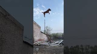 Belgian malinois jump training smartdogs [upl. by Hershel]