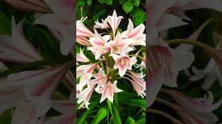 Crinum LatifoliumSudarshan benefits sudarshan gardening flowers viral [upl. by Decato]