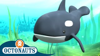 Octonauts  The Orca Whale Rescue  Full Episode 3  Cartoons for Kids  Underwater Sea Education [upl. by Drescher247]