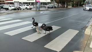 LawAbiding Family of Swans Cross Road at Pedestrian Crossing [upl. by Analaj]