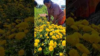 Chamanthi flowers harvesting agriculture farming farmer flowers trending viralvideo india [upl. by Mercer]