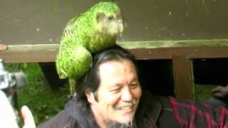 Sirocco the Kakapo is coming to Maungatautari from 19th August to 26 September 2012 [upl. by Llatsyrc]