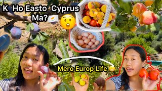 Cyprus Vlog 🇨🇾K Ho Easto Cyprus Ma🤔 Vlog Video Village  Picking Organic fruits Rosna Rai vlog [upl. by Enelrae]