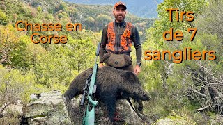 Tirs de 7 sangliers en battue💥chasse en Corse à Bastelica [upl. by Ellives]