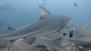 Bull sharks at Beqa Lagoon Fiji 2024 [upl. by Wixted]