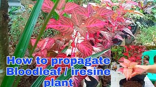 Bloodleaf or Iresine Herbstii Plant Propagation [upl. by Bolten963]