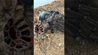 Rare footage GIANT bird eating tarantula 😳 [upl. by Frolick]