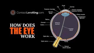 Eye Anatomy Parts of the Eye [upl. by Lengel]