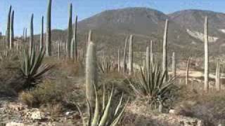 Reserva de la biósfera TehuacánCuicatlán Área natural protegida [upl. by Bridge]