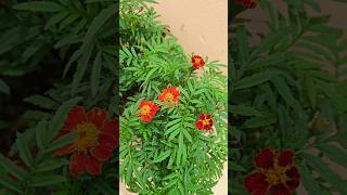 Tagetes Flower Watering Time flowers indoor garden viralvideo viralshorts shortvideo [upl. by Kanor]