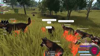 Cenozoic Survival Roblox Becoming Pack Leader in Big Dire Wolf Pack 33 [upl. by Mumford]