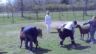 Practice Goat SHOWMANSHIP Class [upl. by Susan995]