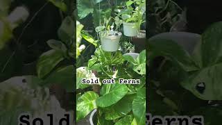 Lush ferns nabili agad 💚❤️ ferns plants plantitoplantita plantsforsale [upl. by Jeane124]