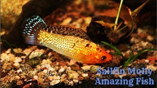 Sailfin Molly Amazing Fish [upl. by Orozco]