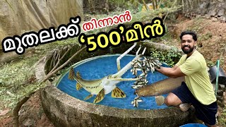 I bought 500 fishes to FEED my fish 🔥  എന്നാലും ഇങ്ങനെ ആകും എന്ന് കരുതിയില്ല  Fishing freaks [upl. by Ayo913]