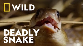 The Spectacled Cobra  Snake Bite  National Geographic WILD UK [upl. by Dido]