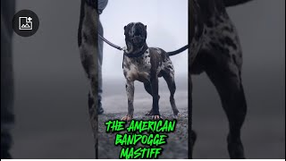 THE AMERICAN BANDOGGE MASTIFF [upl. by Anrapa]