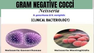 Gram negative Cocci  All about Neisseria Menengitis Disease  Pathogenesis Etiology Treatment [upl. by Adyeren580]