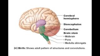 Chapter 121 Brain Development BIO201 [upl. by Healion273]