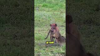 Baby Antelope STANDS UP to Hungry Hyena Antelope hyena wildlife animals wildfeature feature [upl. by Argela]