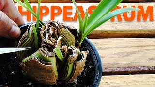 How to propagate HIPPEASTRUM from a BULB  Care of the plant [upl. by Franza889]