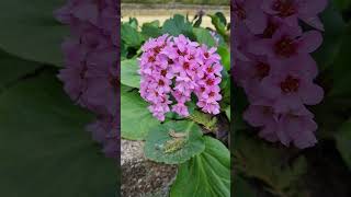 Hortensia de invierno florecida Bergenia crassifolia [upl. by Beker]