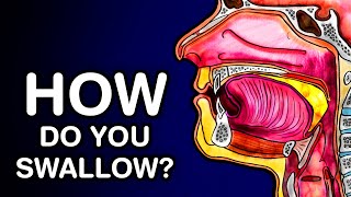 SWALLOWING OR DEGLUTITION  ANATOMY AND PHYSIOLOGY [upl. by Iruy]