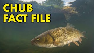 Chub Fact File British Wildlife Facts [upl. by Trebuh]