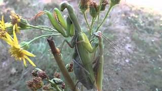 Accouplement de Mantes religieuses Mantis religiosa par André Lequet wwwinsectesnetfr [upl. by Noiwtna912]