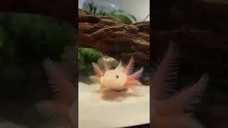 CUTE Ivys Axolotls LucyLeucistic yawning D [upl. by Reggy921]