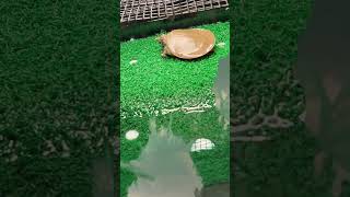 Pet softshell turtle [upl. by Olympe653]