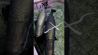 ⚠️ Arapaima Monsters ⚠️ පොඩි ලමයෙක් එහෙම වැටුනොත් 💔  10 Million Views  Arapaima Gigas Piraruku [upl. by Nuawd469]