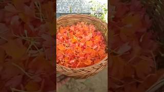 crossandra flowerకనకాంబరం పువ్వులు harvest from our garden❤️garden harvesting shorts ytshorts [upl. by Eikram]