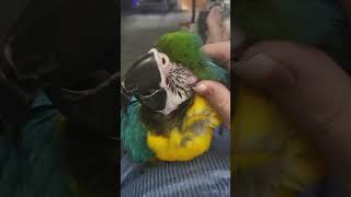 shasta birdlife birds parrot macawsworld macaw pets sweetie lovebirds scratches [upl. by Ain814]