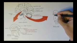 Brain Anatomy Overview  Lobes Diencephalon Brain Stem amp Limbic System [upl. by Lynnea]