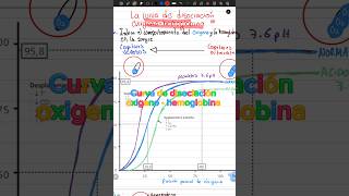 Curva de disociación del oxígeno y hemoglobina estudiantemedicina fisiologia educación [upl. by Ashti179]