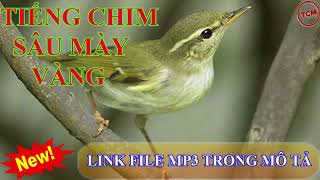 Tiếng chim sâu mày vàng mồi chuẩn 320kbps không có tạp âm 60 phút [upl. by Gilemette513]